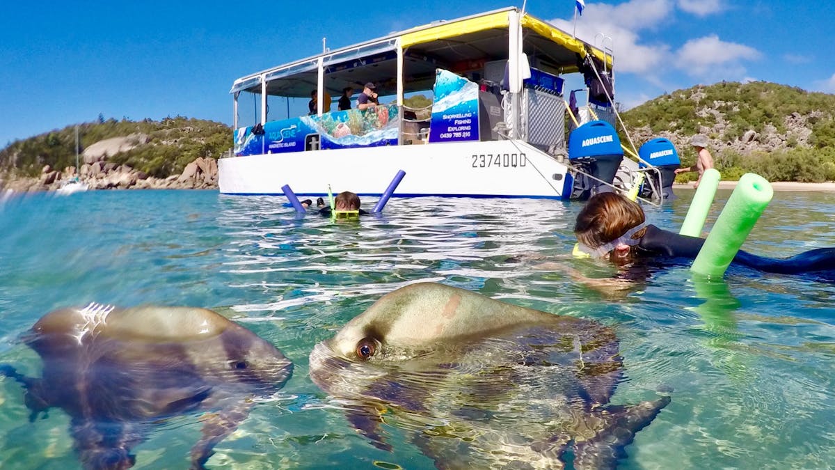 boat in background 2 people snorkelling with 2 friendly batfish in the blue shallow water near beach