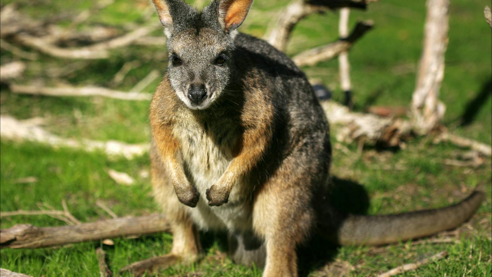 Wallaby Great Ocean Walk