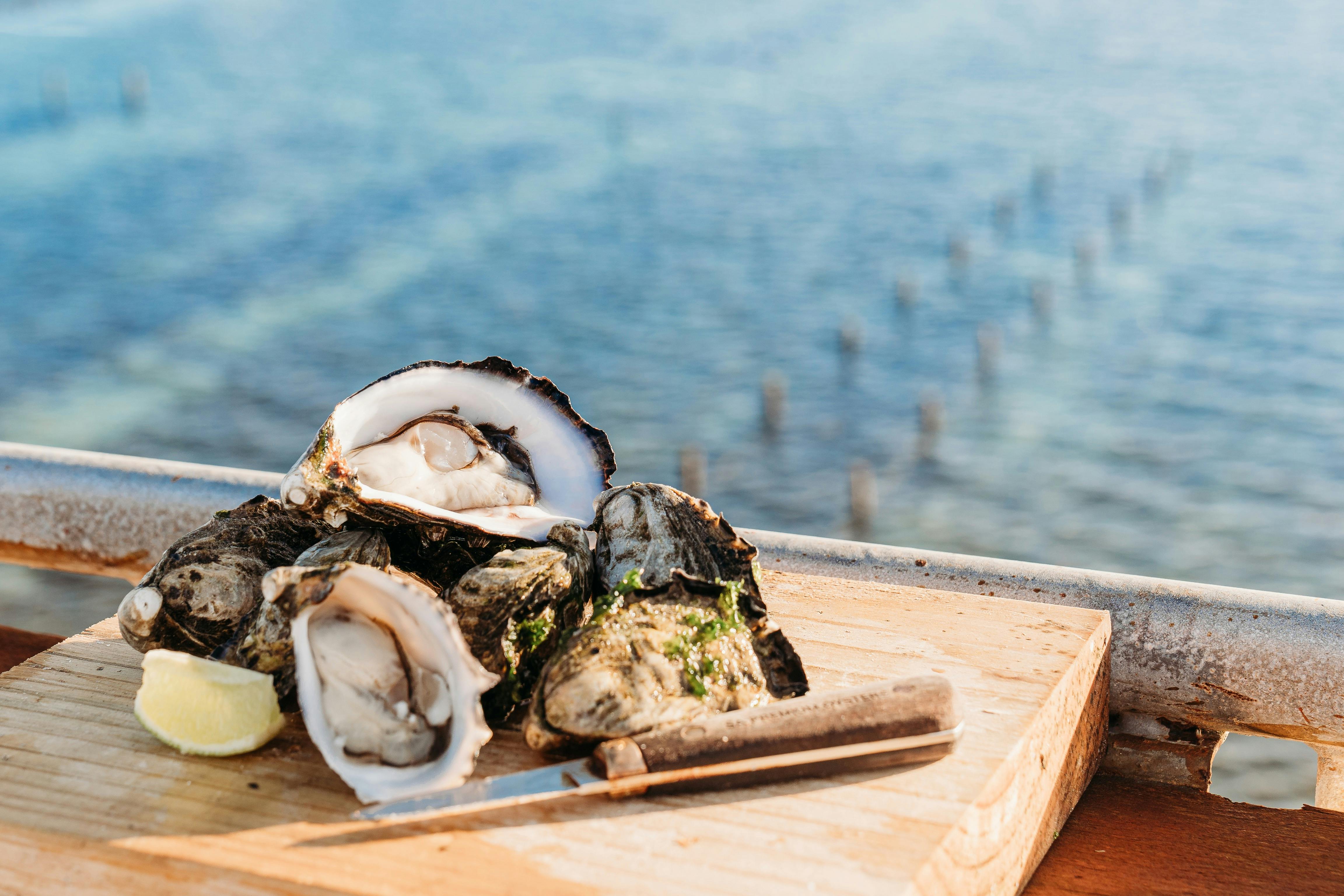 Oysters