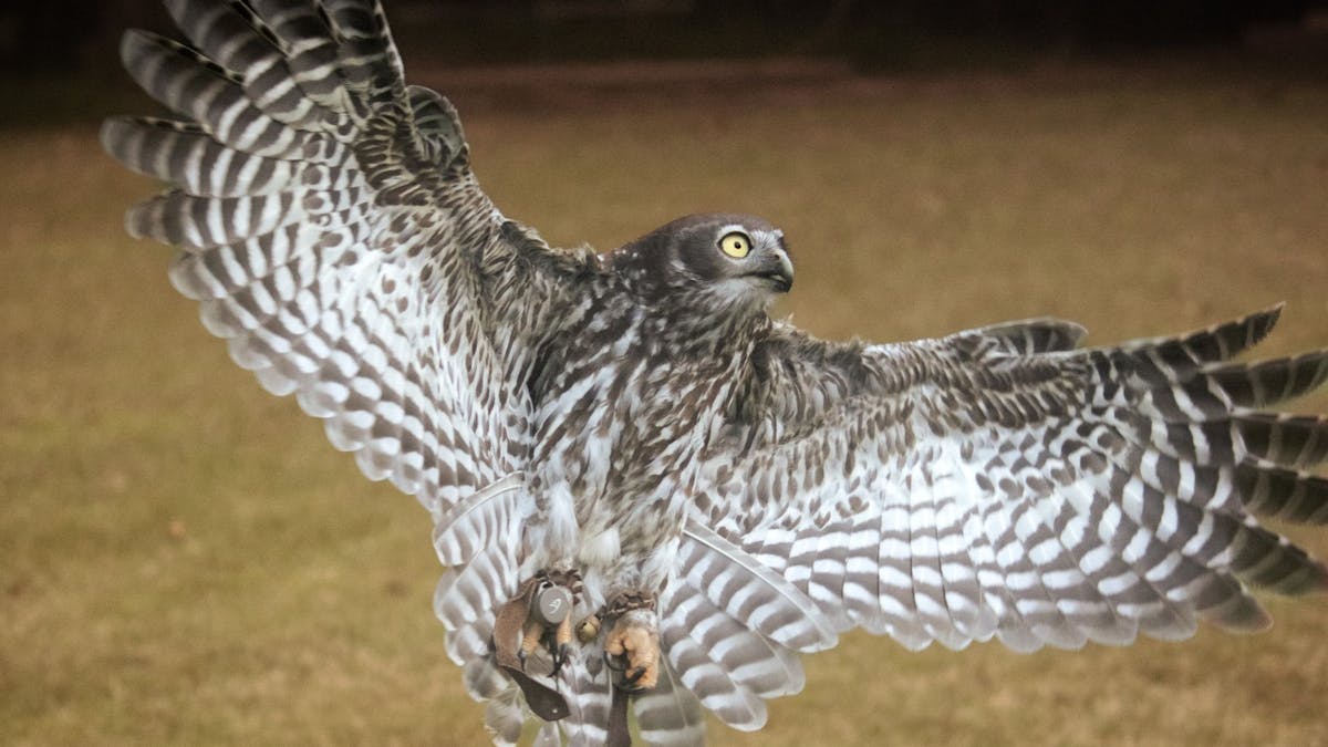 Barking Owl flying experience guided walk