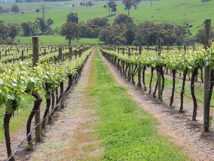 Vineyard Tumbarumba