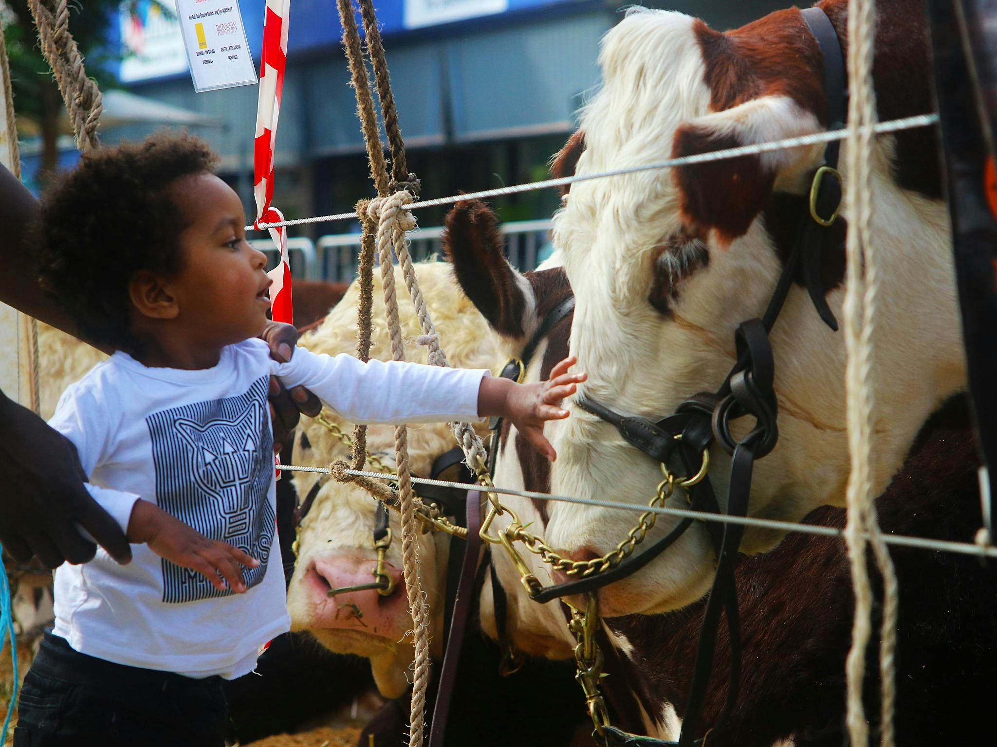Casino Beef Week Cattle Show