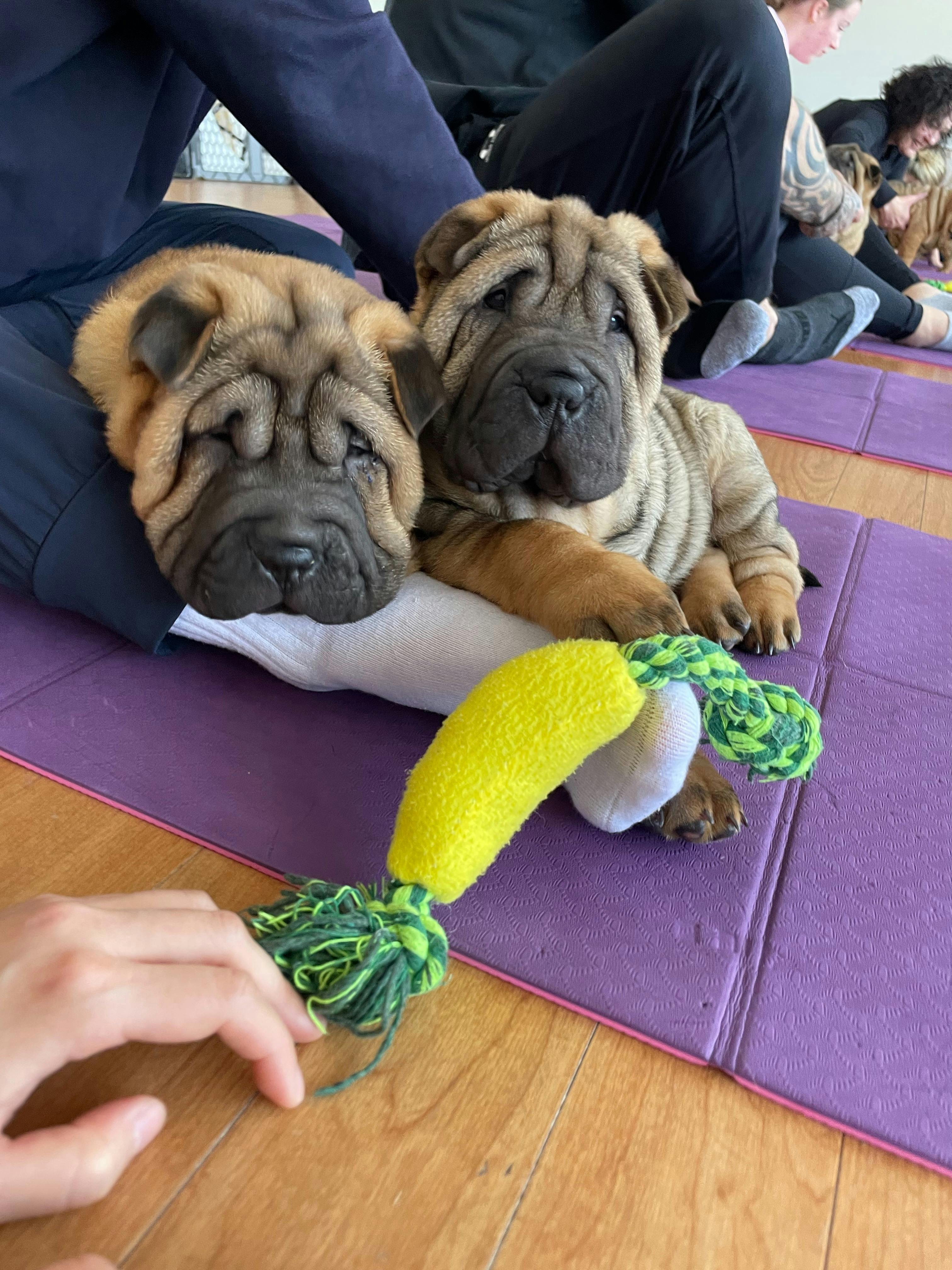 Two wrinkly puppies sit together on a purple mat beside a yellow and green toy.