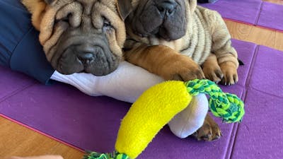 Two wrinkly puppies sit together on a purple mat beside a yellow and green toy.