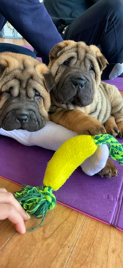 Two wrinkly puppies sit together on a purple mat beside a yellow and green toy.