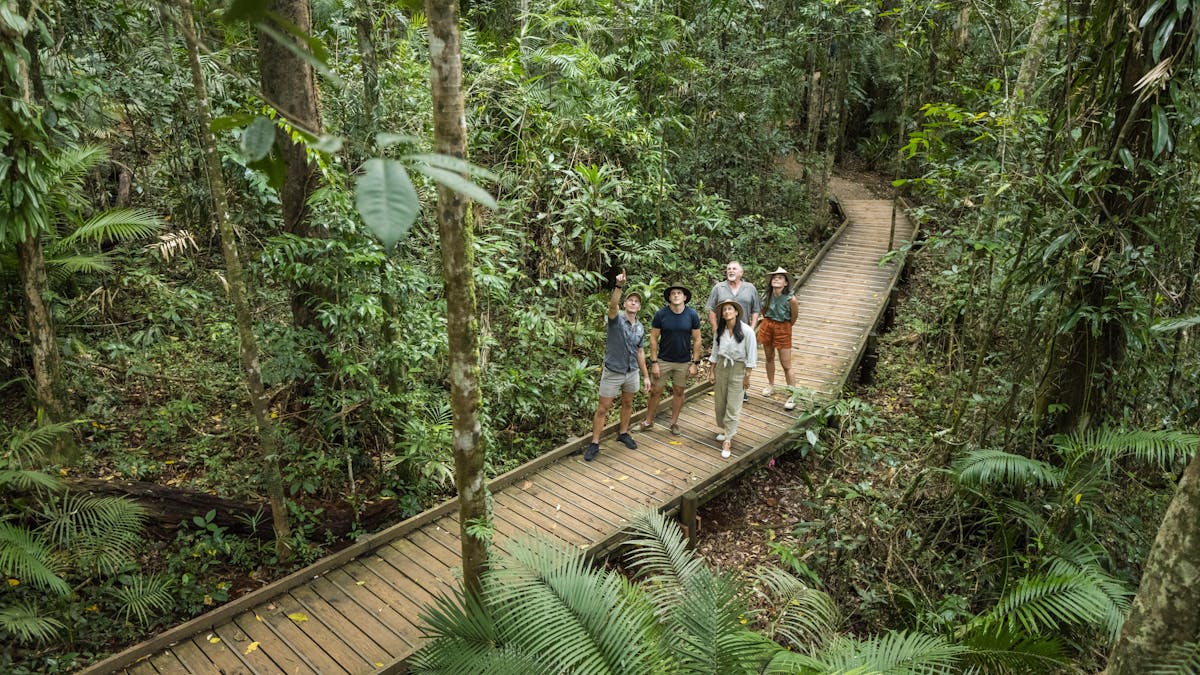 Daintree Rainforest Exploring