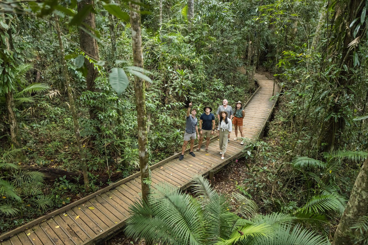 Daintree Rainforest Exploring