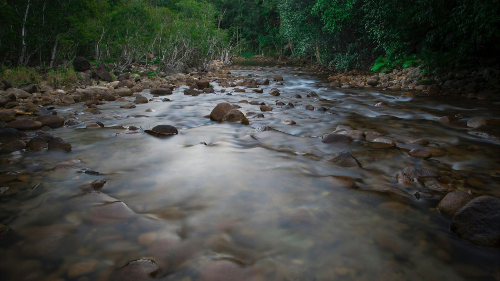 Creek at Eungella National Park