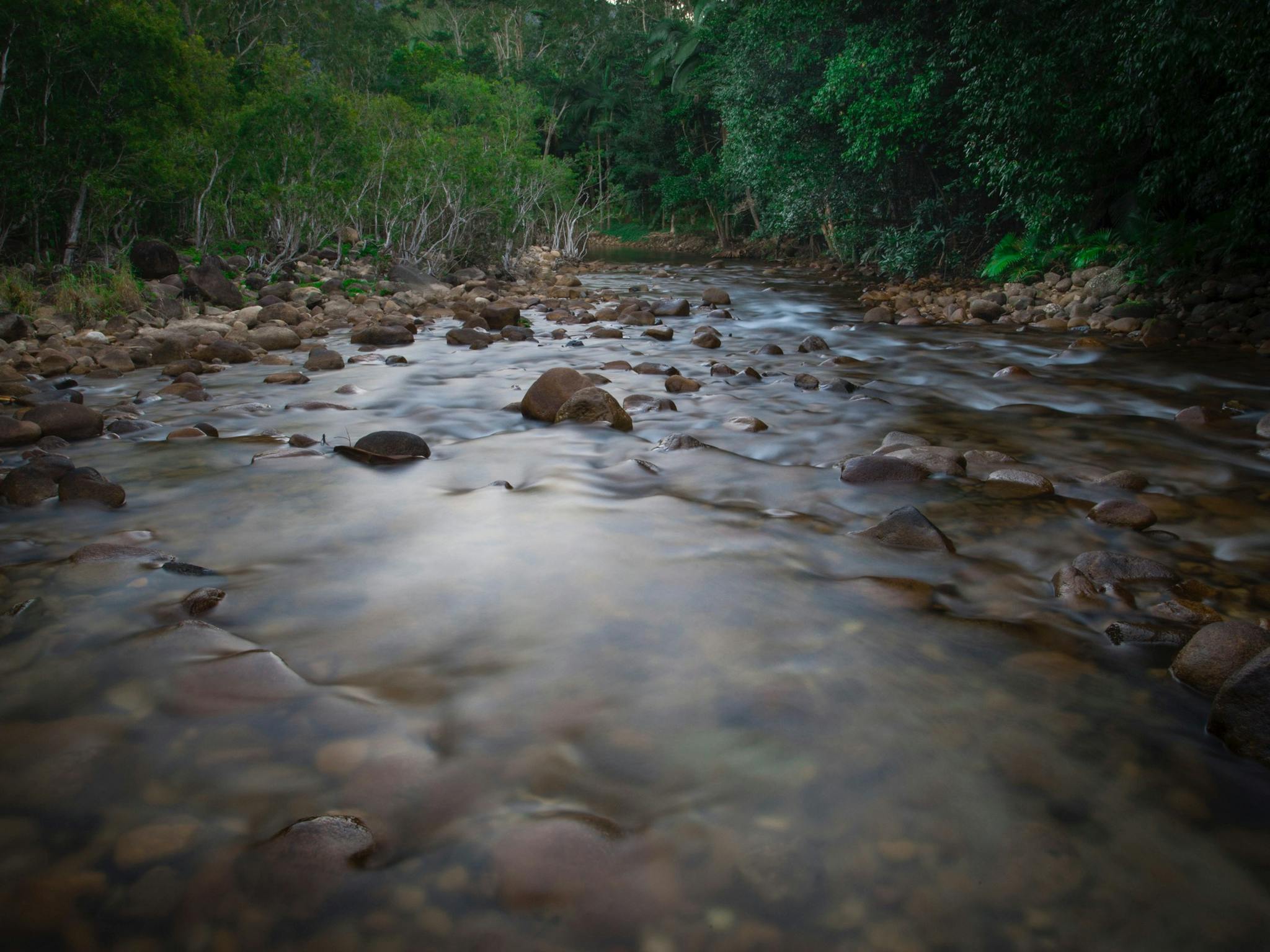 Creek at Eungella National Park Creek at Eungella National Park