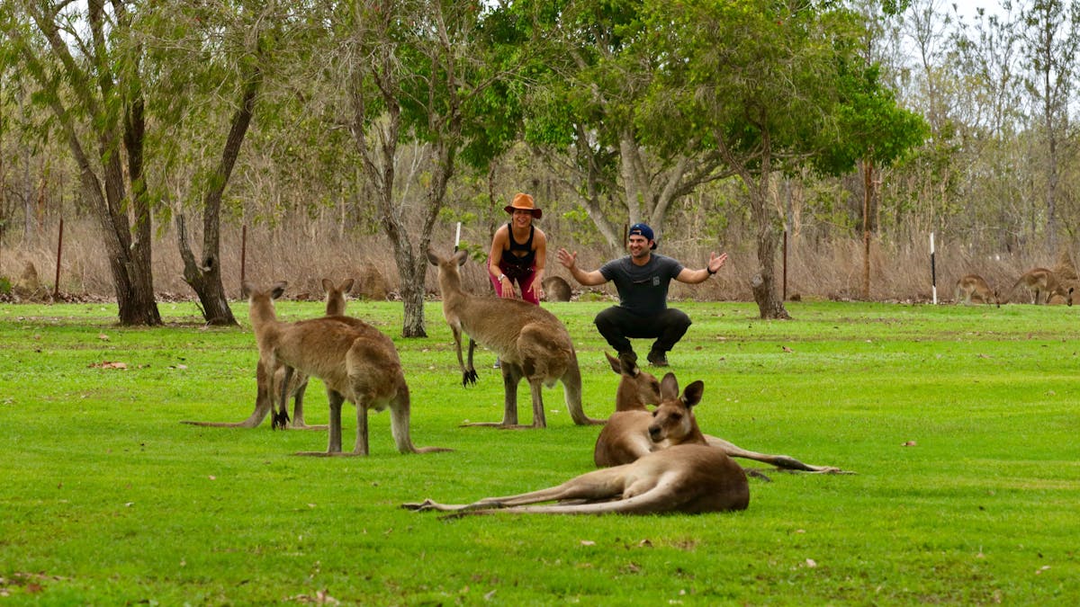 tourists watching eastern grey kangaroos standing and laying in the grass
