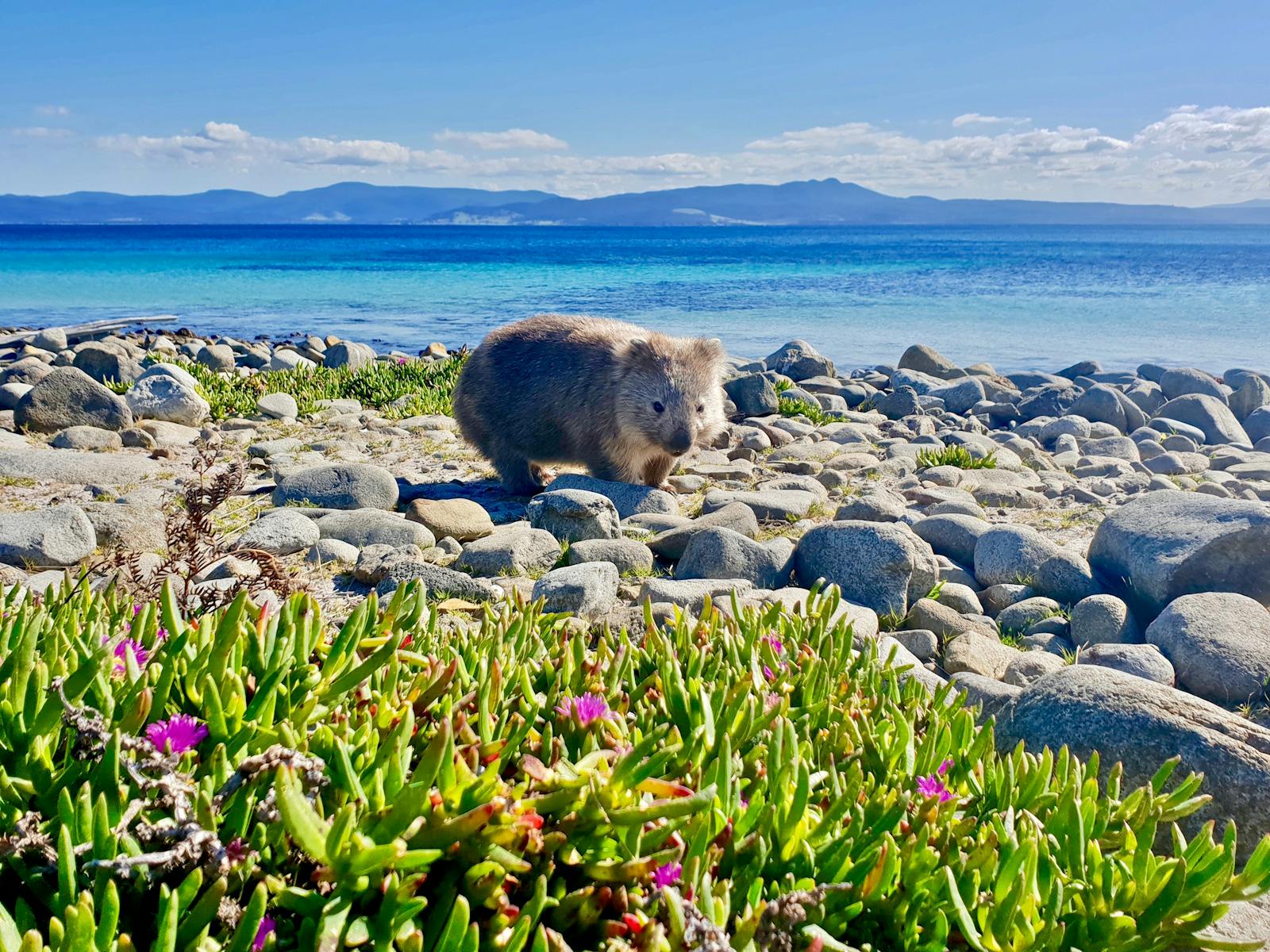 Maria Island Wombat tours, wildlife tours hobart, hobart tours, maria island, hobart to maria island