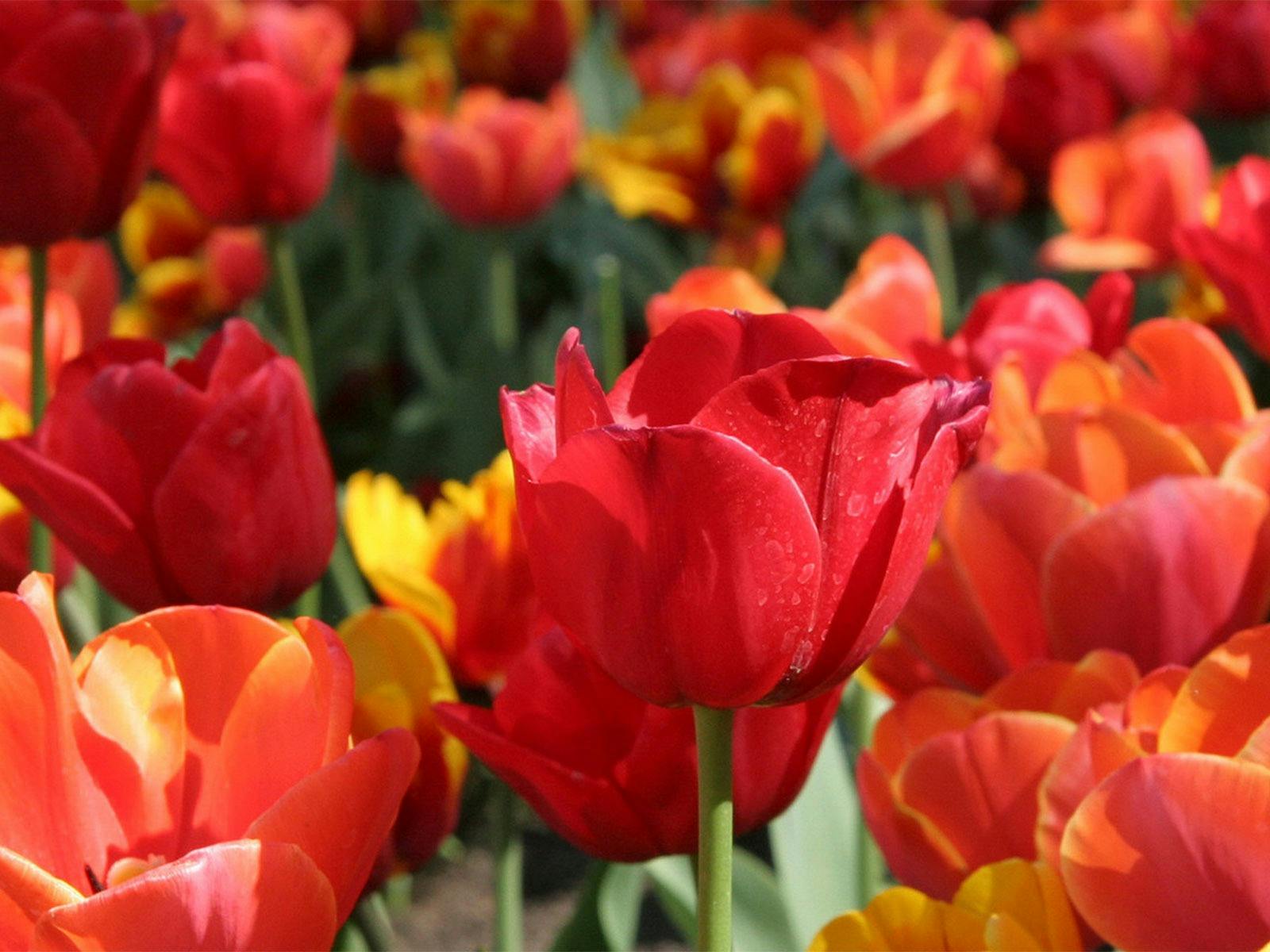 Capital Blooms | 3 Day Guided Holiday