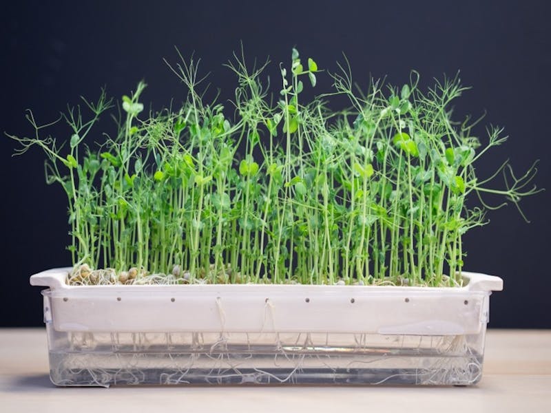 Image for ‘Push / Pull’ – Nature as Collaborator + Plant Swap