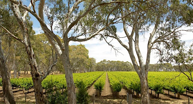 Langhorne Creek Wine Region Langhorne Creek, Destination Inform...