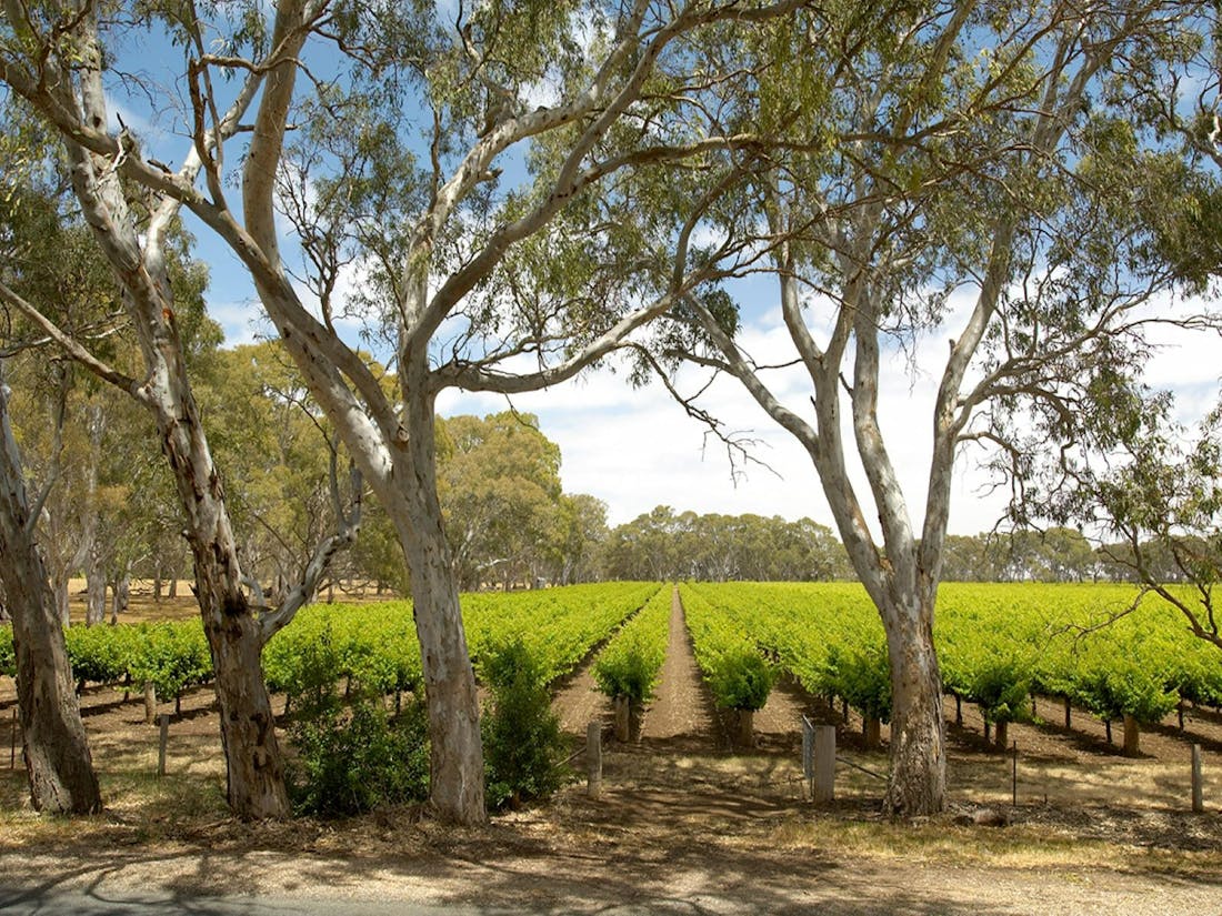 Langhorne Creek Wine Region - Langhorne Creek, Destination Information