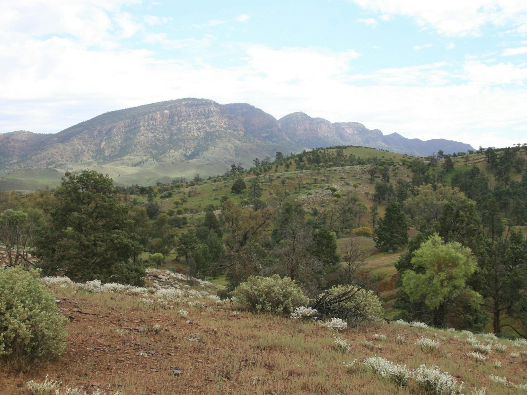 Brachina Gorge Road with flowers
