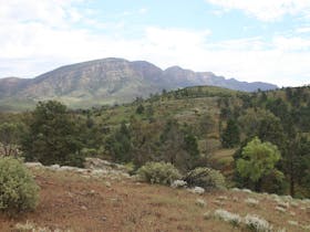 Brachina Gorge Road with flowers