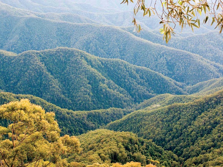 Point lookout walking track, New England National Park. Photo: Michael van Ewijk