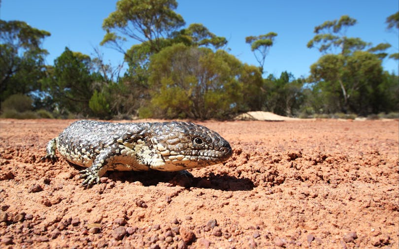 Gawler Ranges National Park