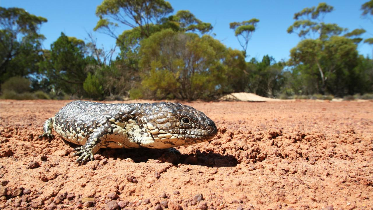 Gawler Ranges National Park