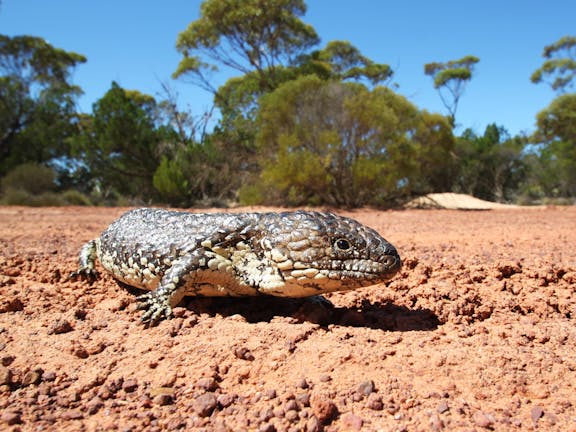 Gawler Ranges National Park