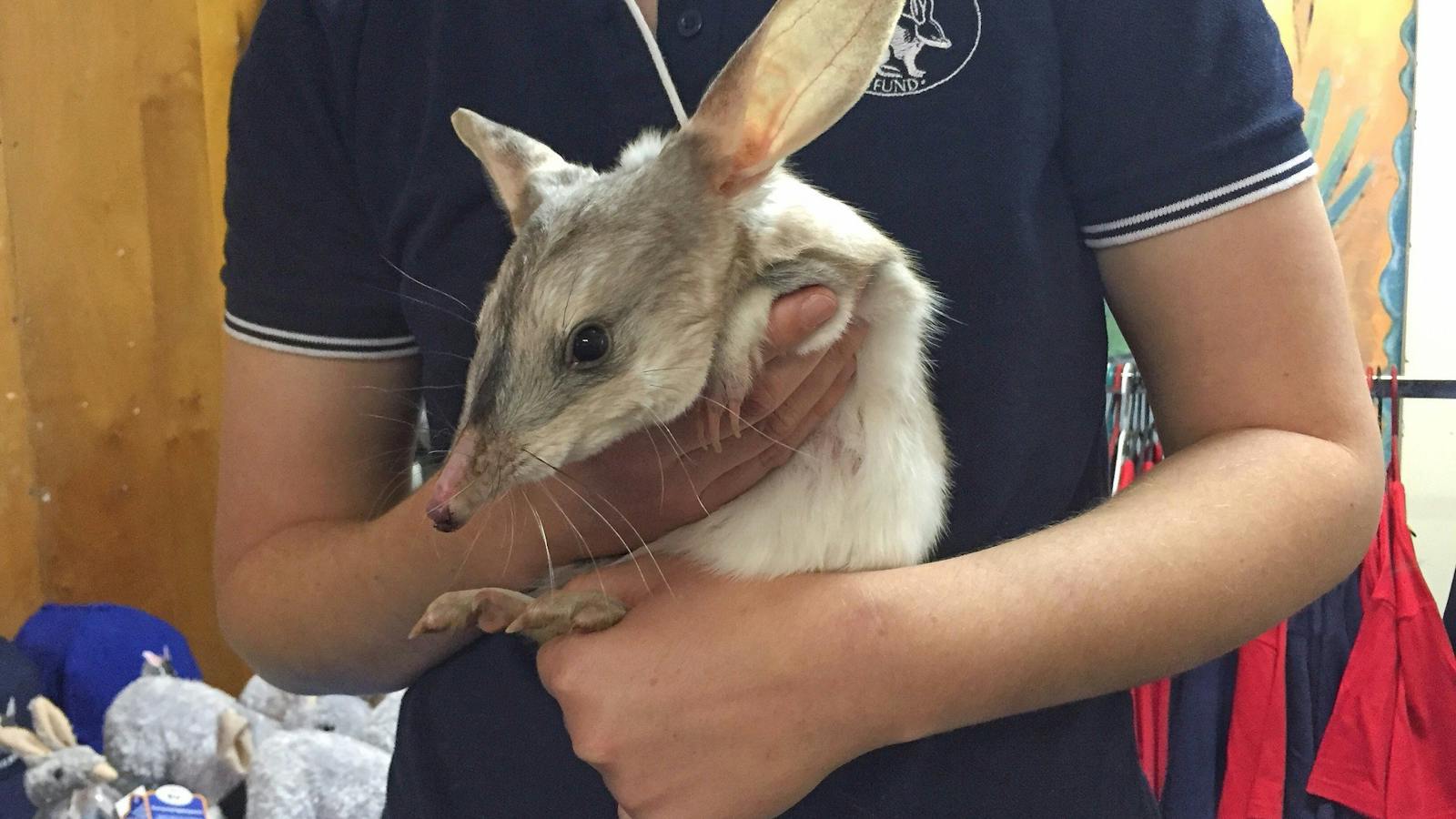 Charleville Bilby