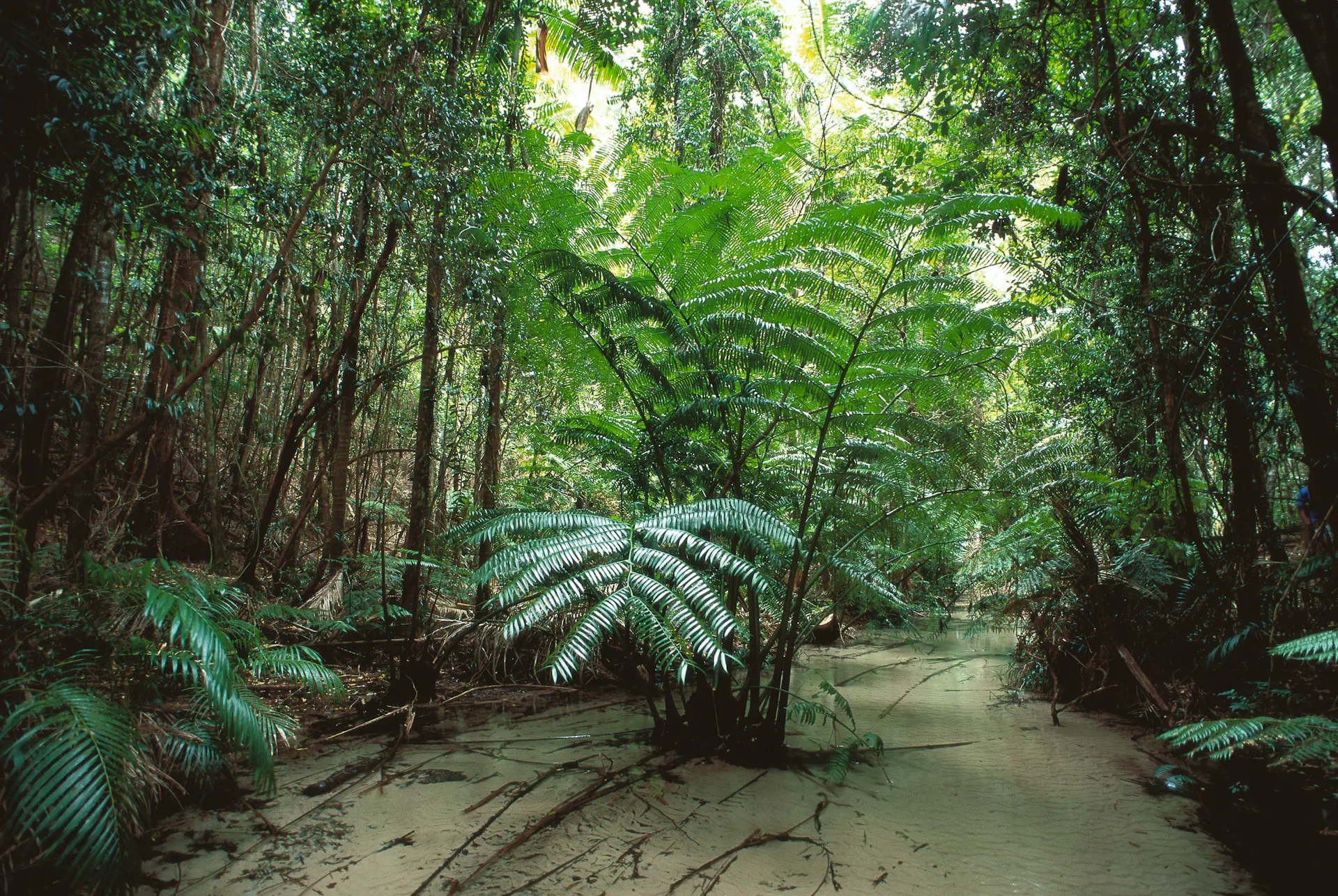 Prehistoric fern in Wanggoolba Creek Rainforest