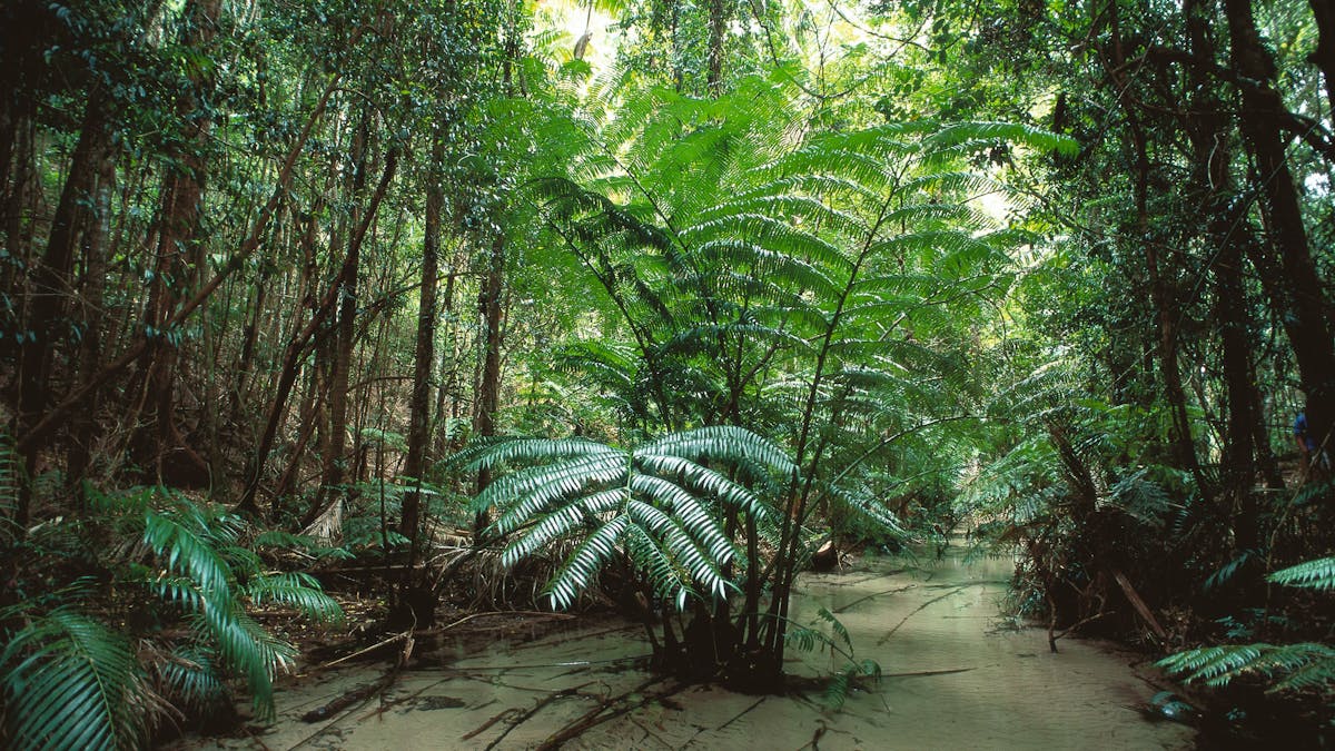 Prehistoric fern in Wanggoolba Creek Rainforest