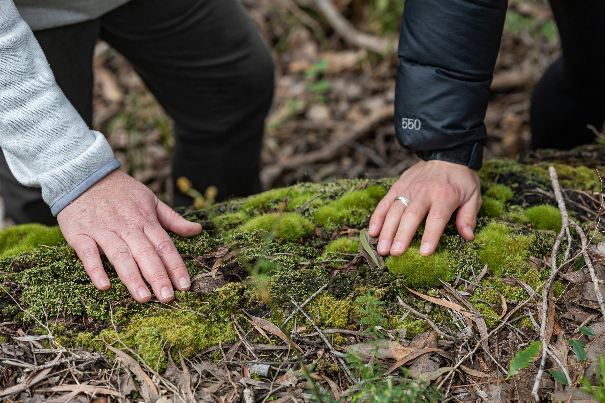 moss