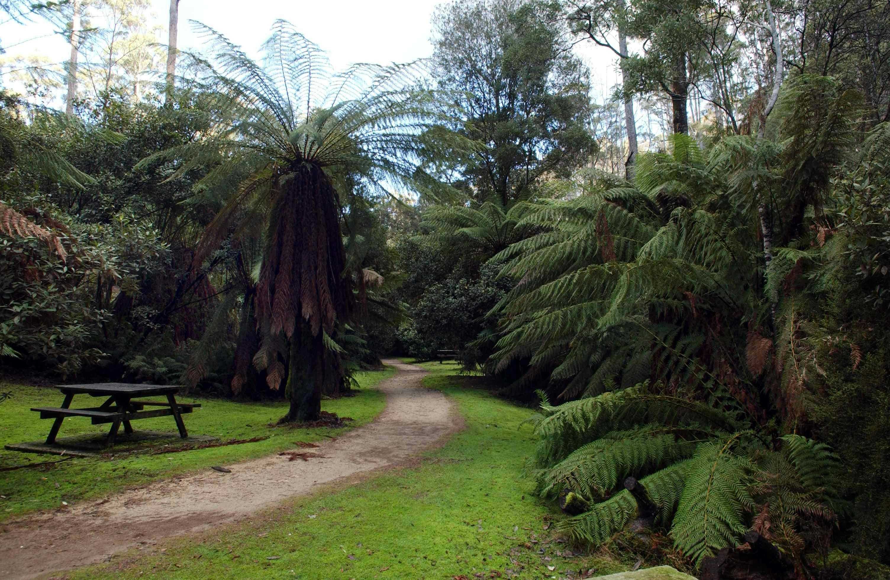 Fern Glade offers a range of BBQ features and picnic spots along the track