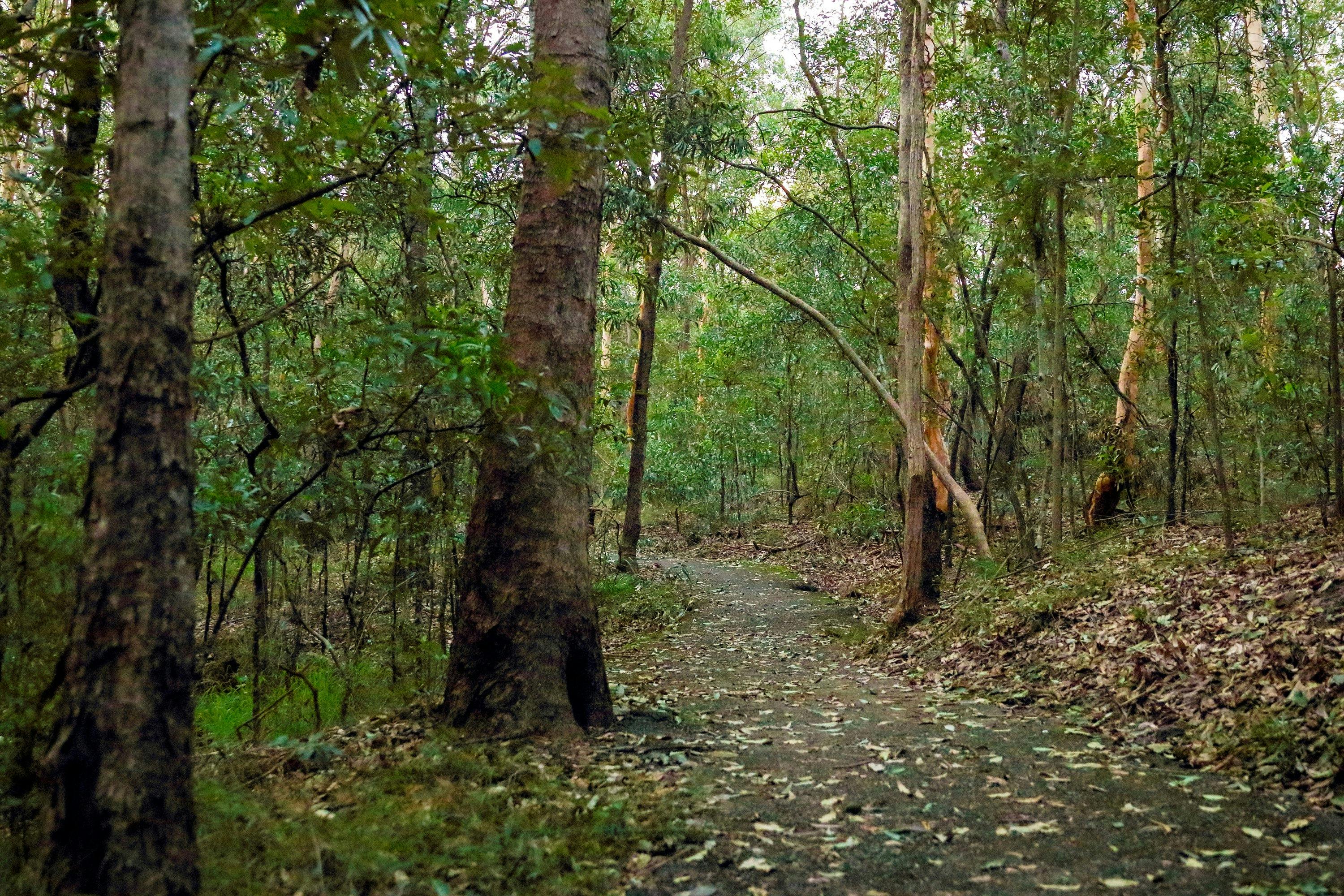 Walking track in bushland
