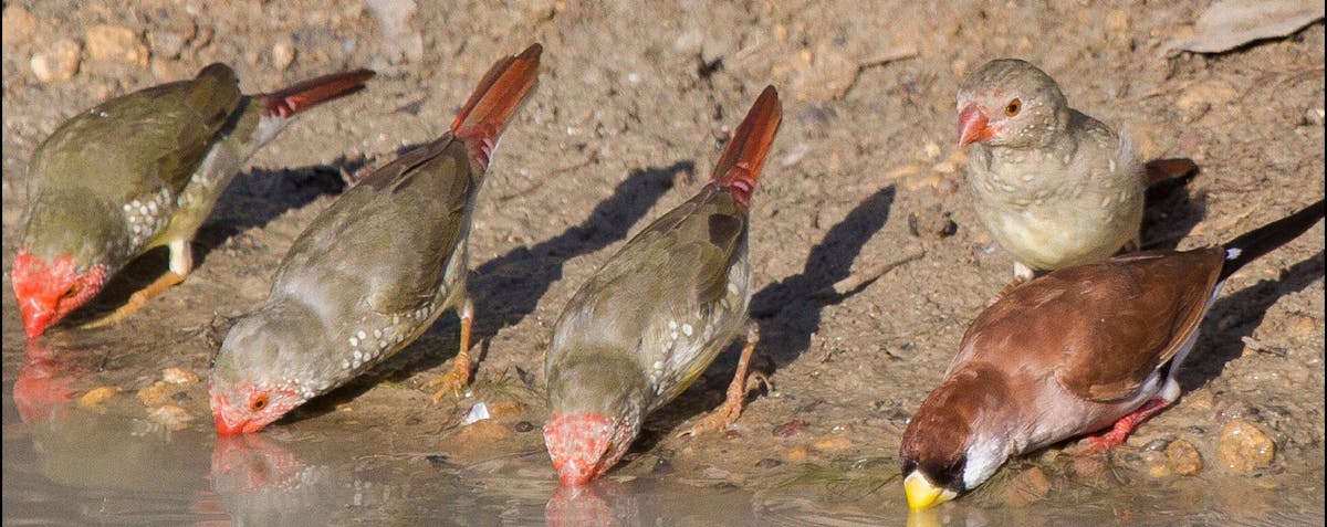 Back-throat, Star and Masked Finch.