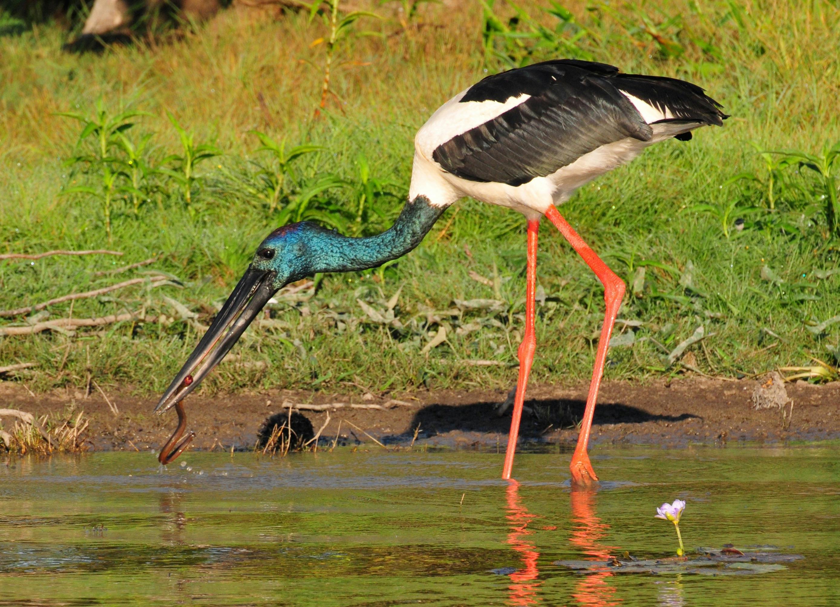 Black Neck Stork