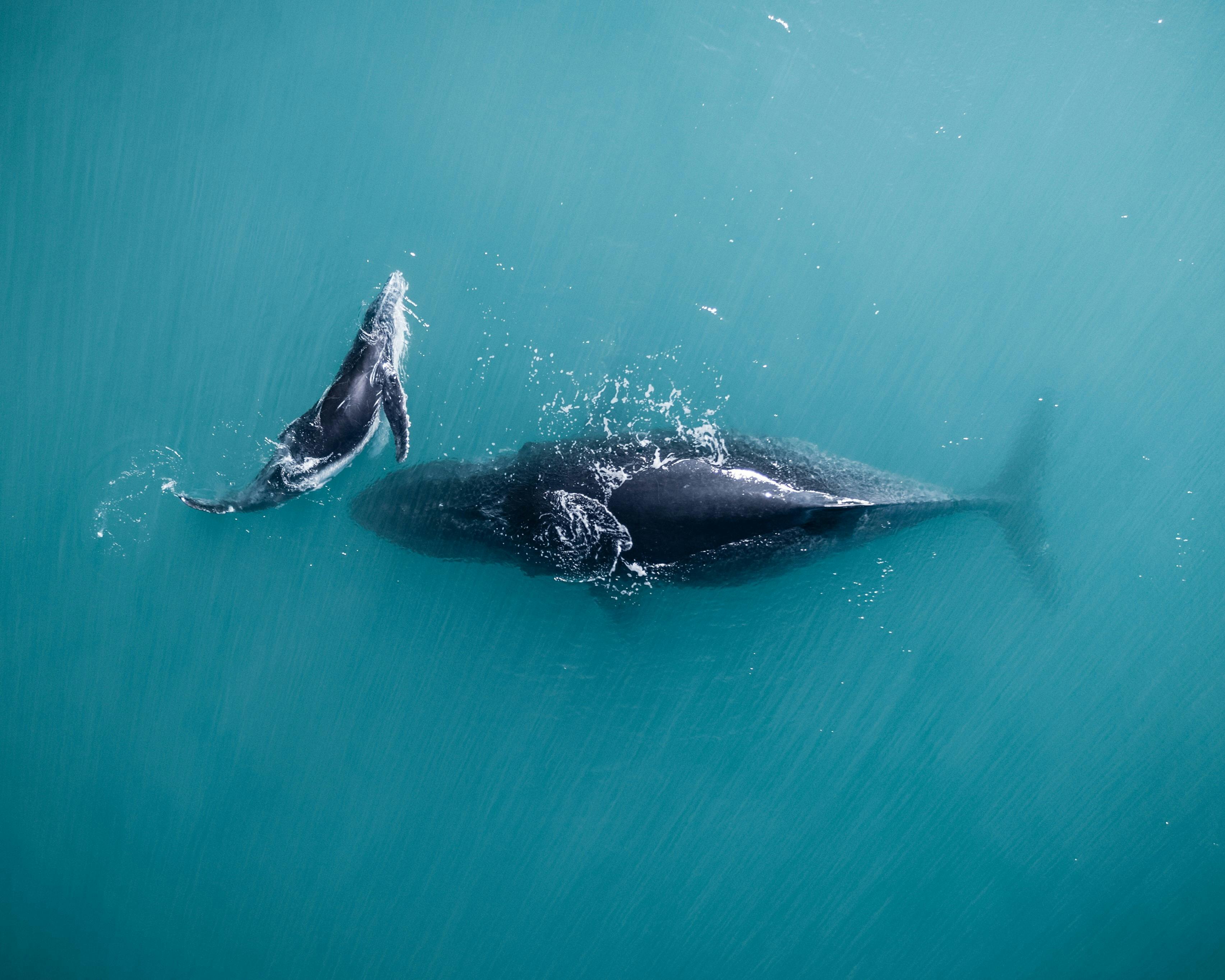 Whales 5