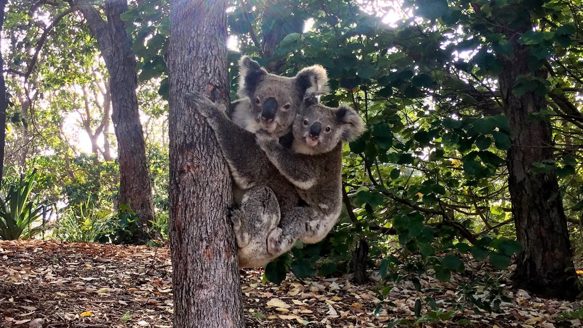 koalas