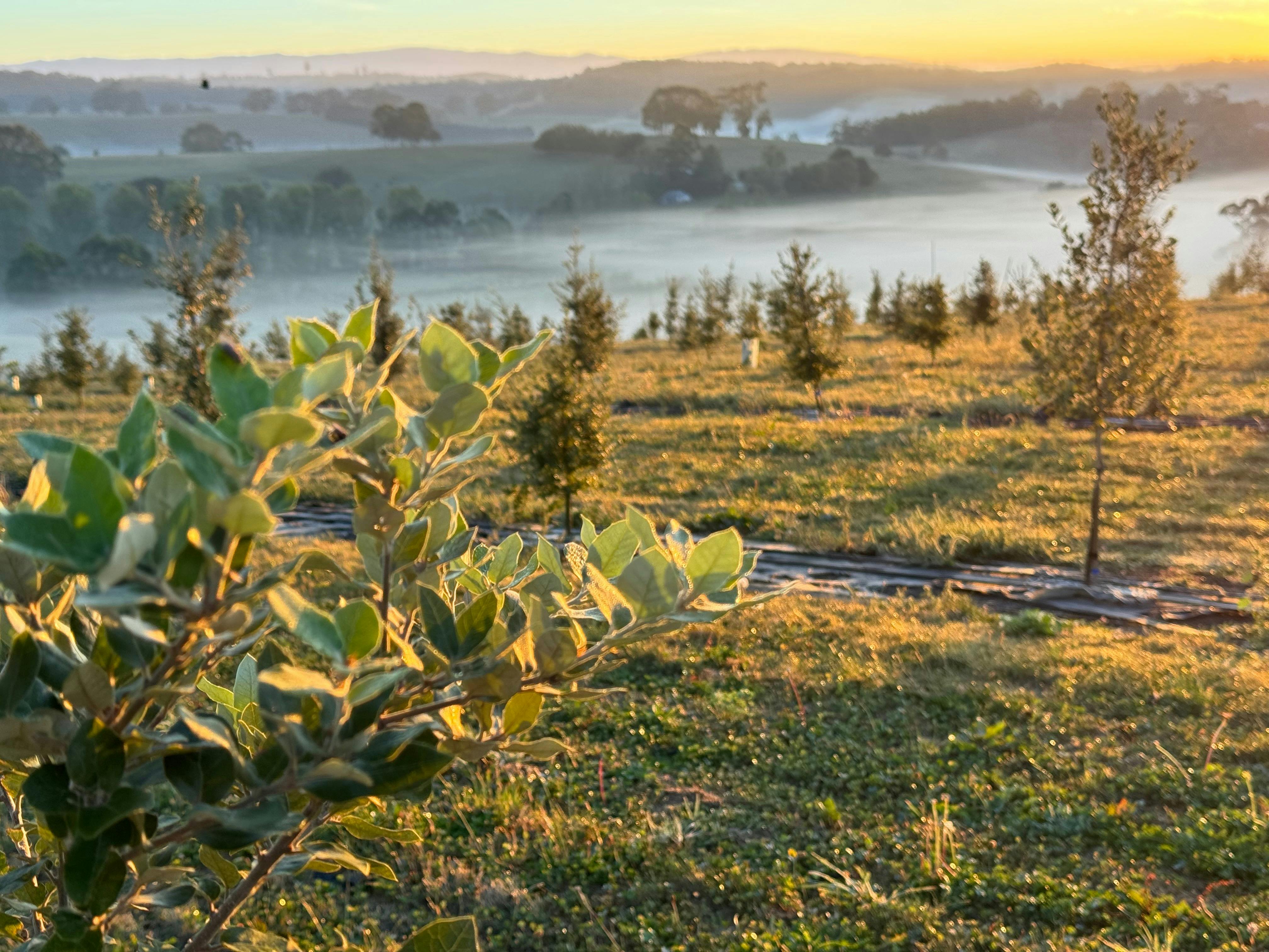 Morning Mist floats over the truffle trees at Scotch Hill Truffle Farm