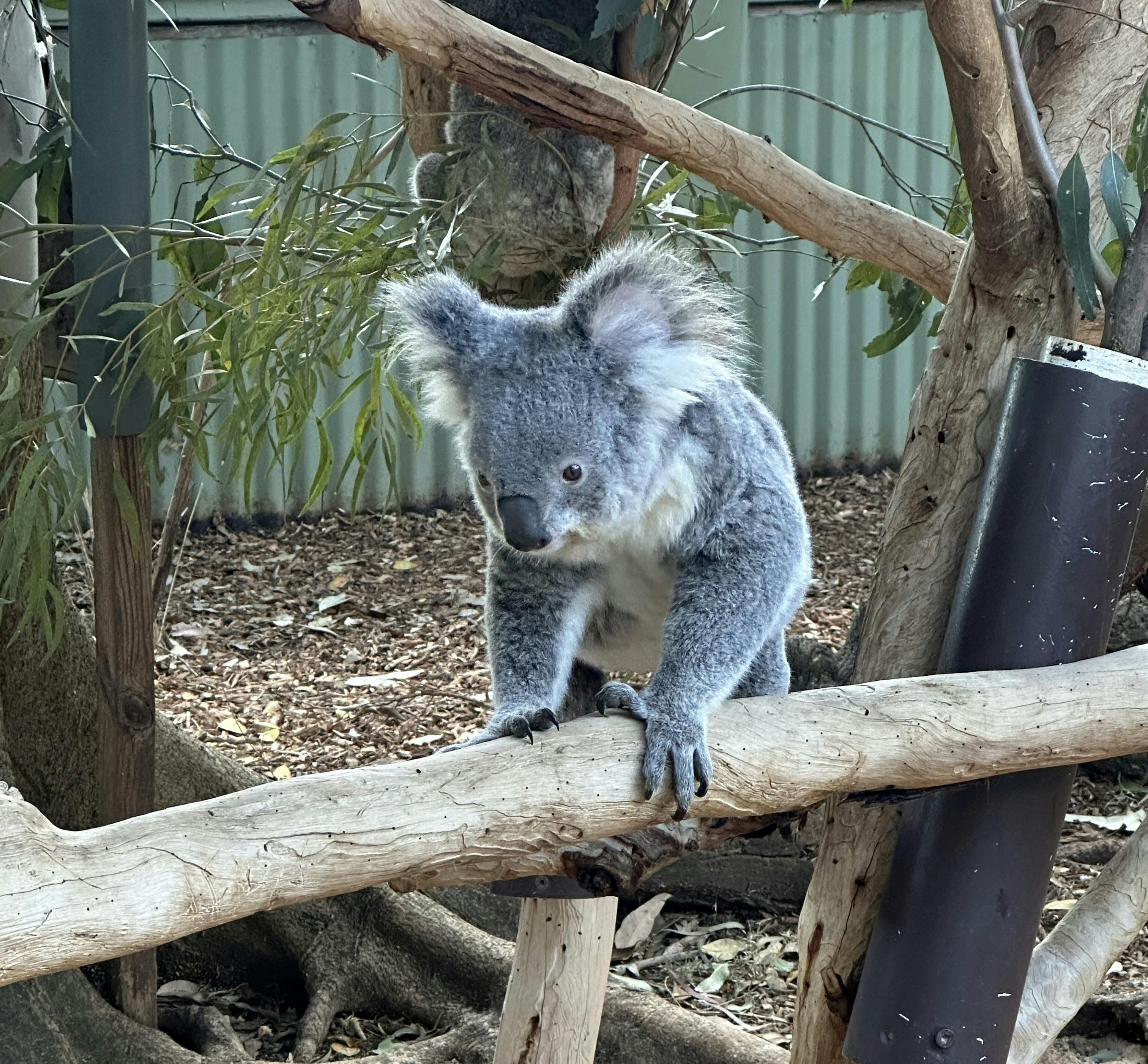 木の枝を登る若いコアラ