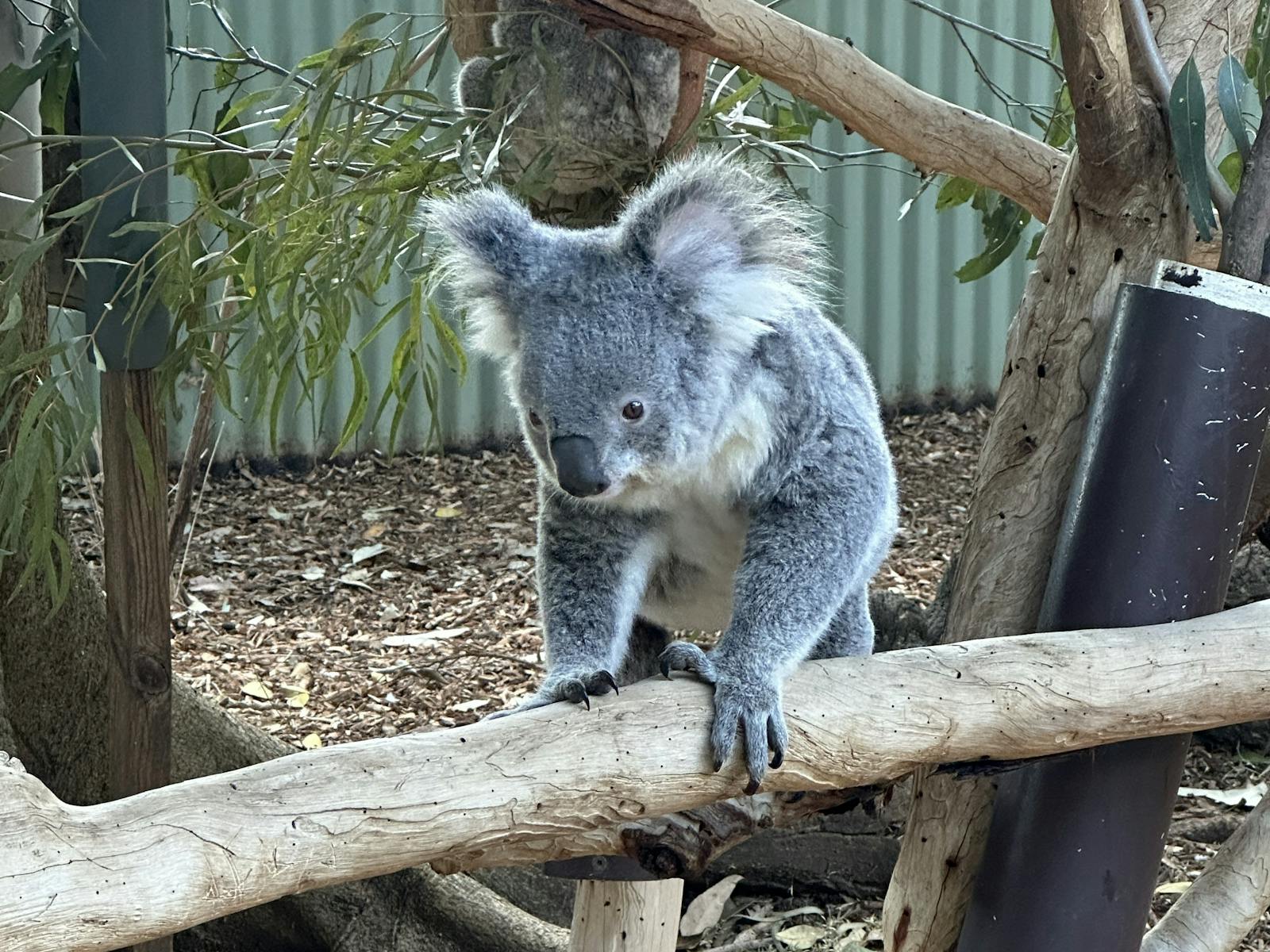 Young Koala climbing along a tree branch