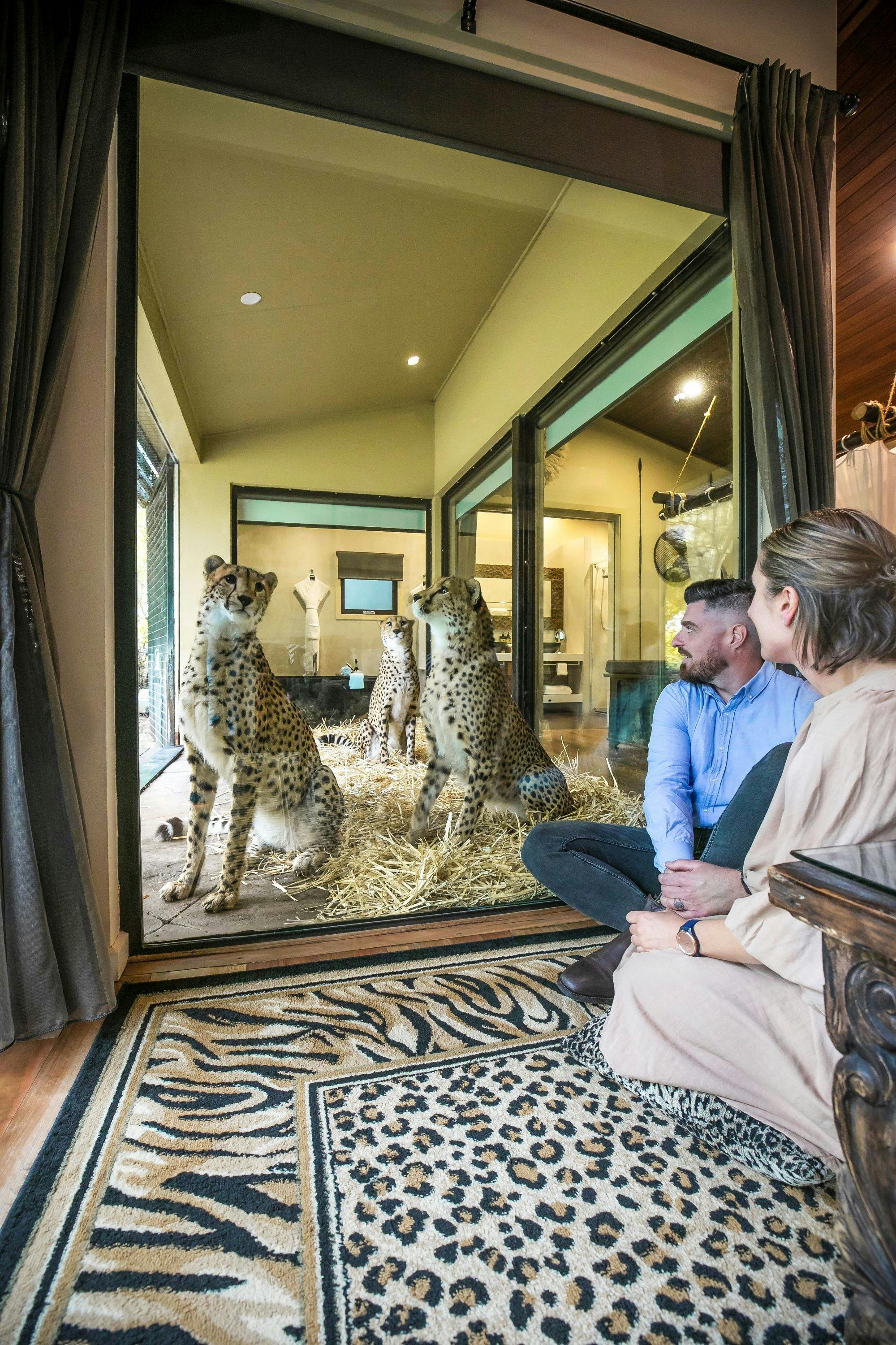 Guests admiring 3 cheetah brothers from the comfort of their Jungle Bungalow