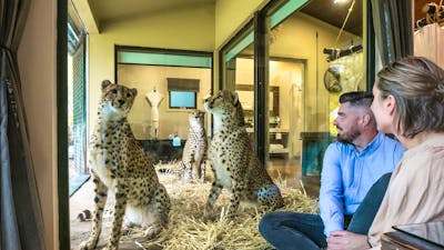 Guests admiring 3 cheetah brothers from the comfort of their Jungle Bungalow