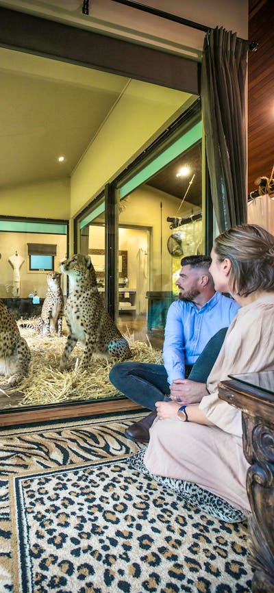 Guests admiring 3 cheetah brothers from the comfort of their Jungle Bungalow