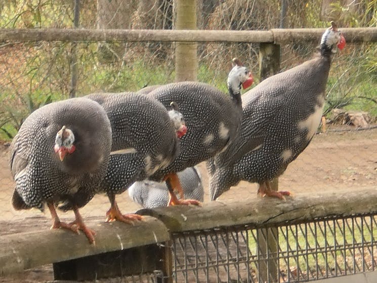 Free ranging Guinea fowl.