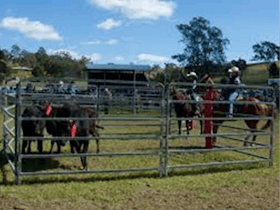 Dungog Team Penning Cover Image