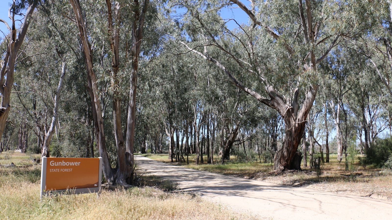 Gunbower Island Forest Drive