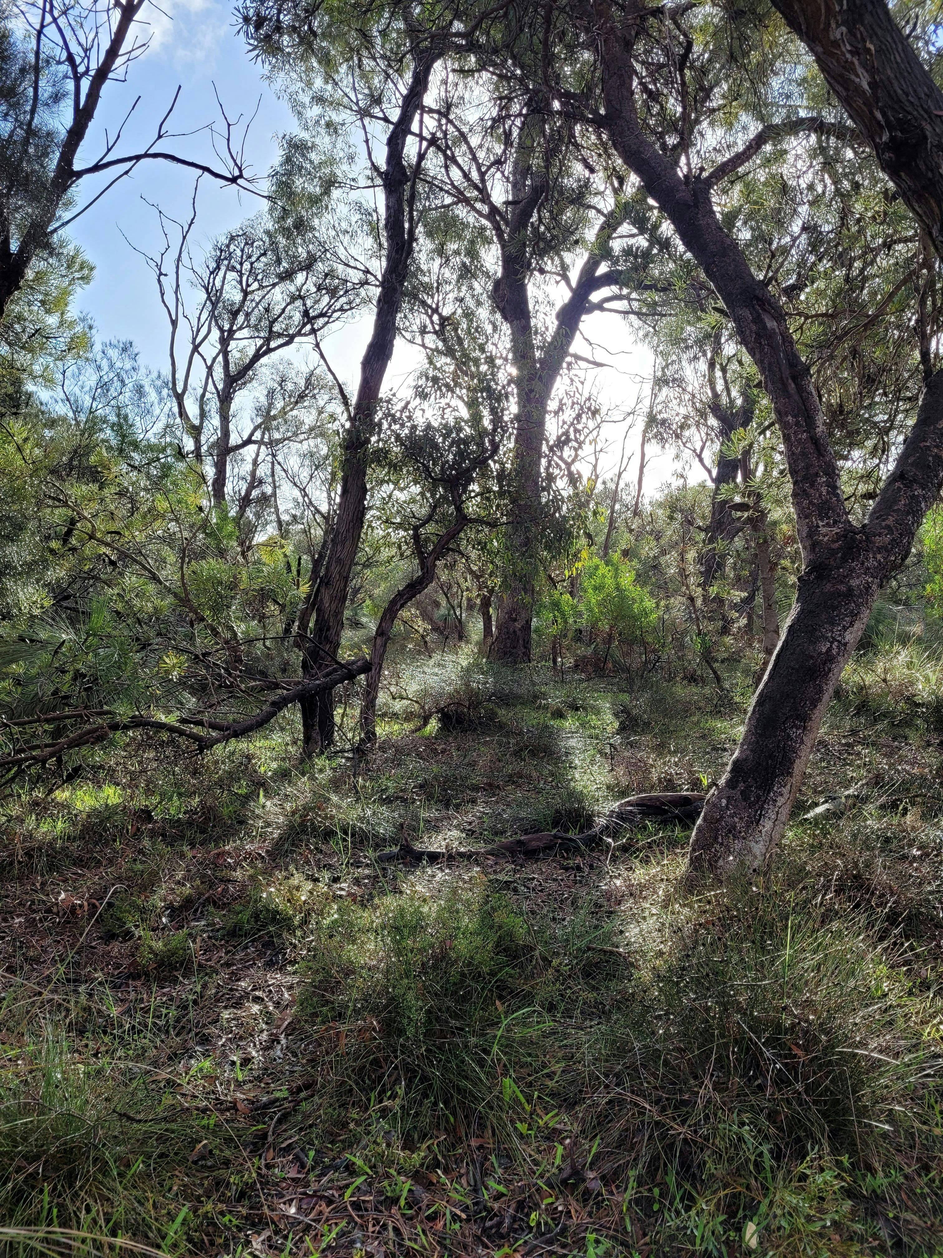 forest