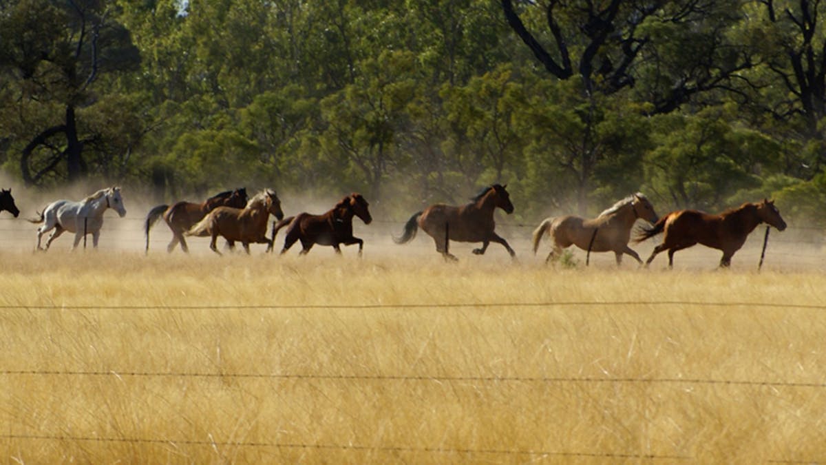 Galloping horses on the Great Australian Charity Cattle Drive
