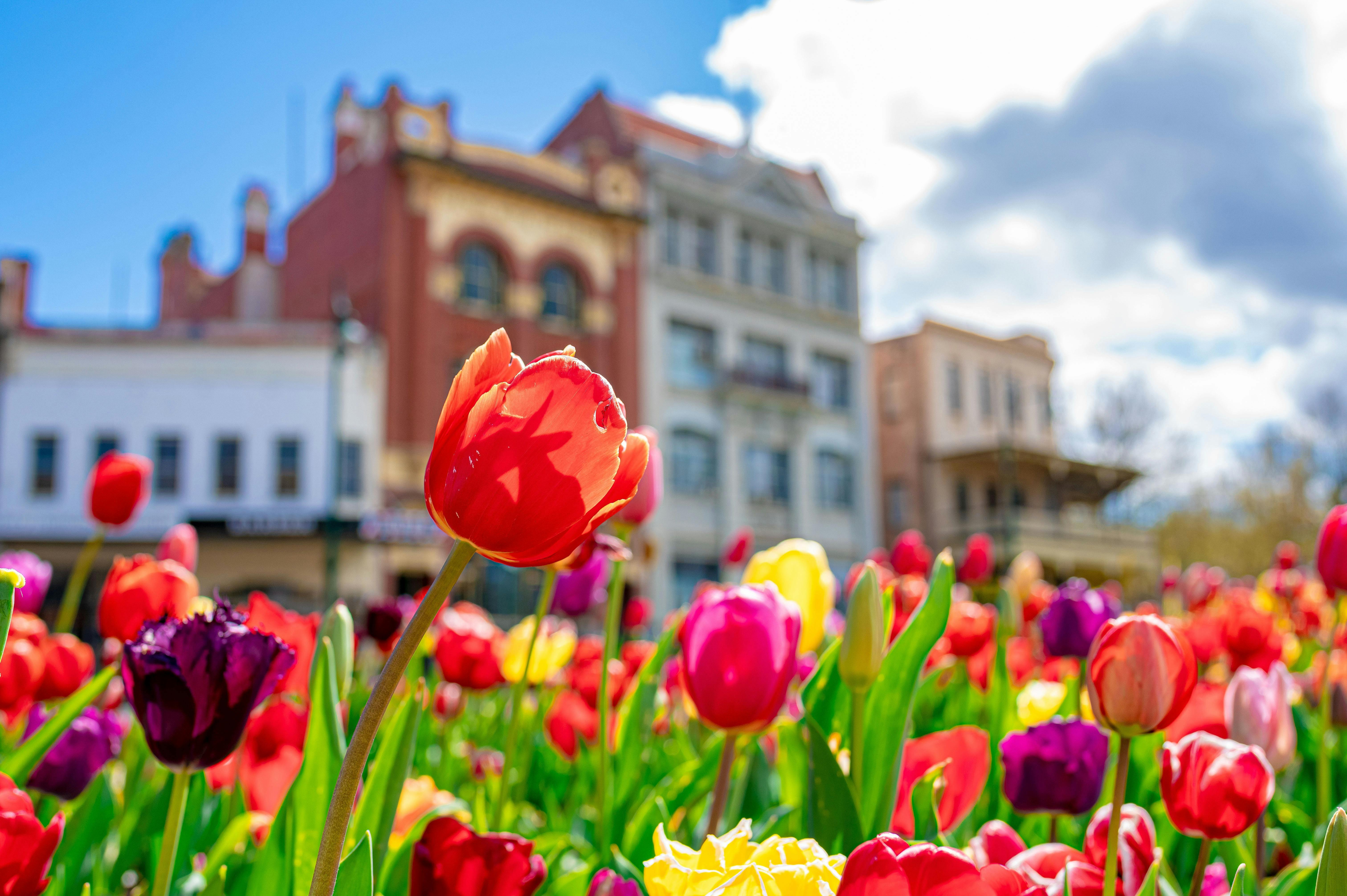 Bendigo Annual Tulip Display