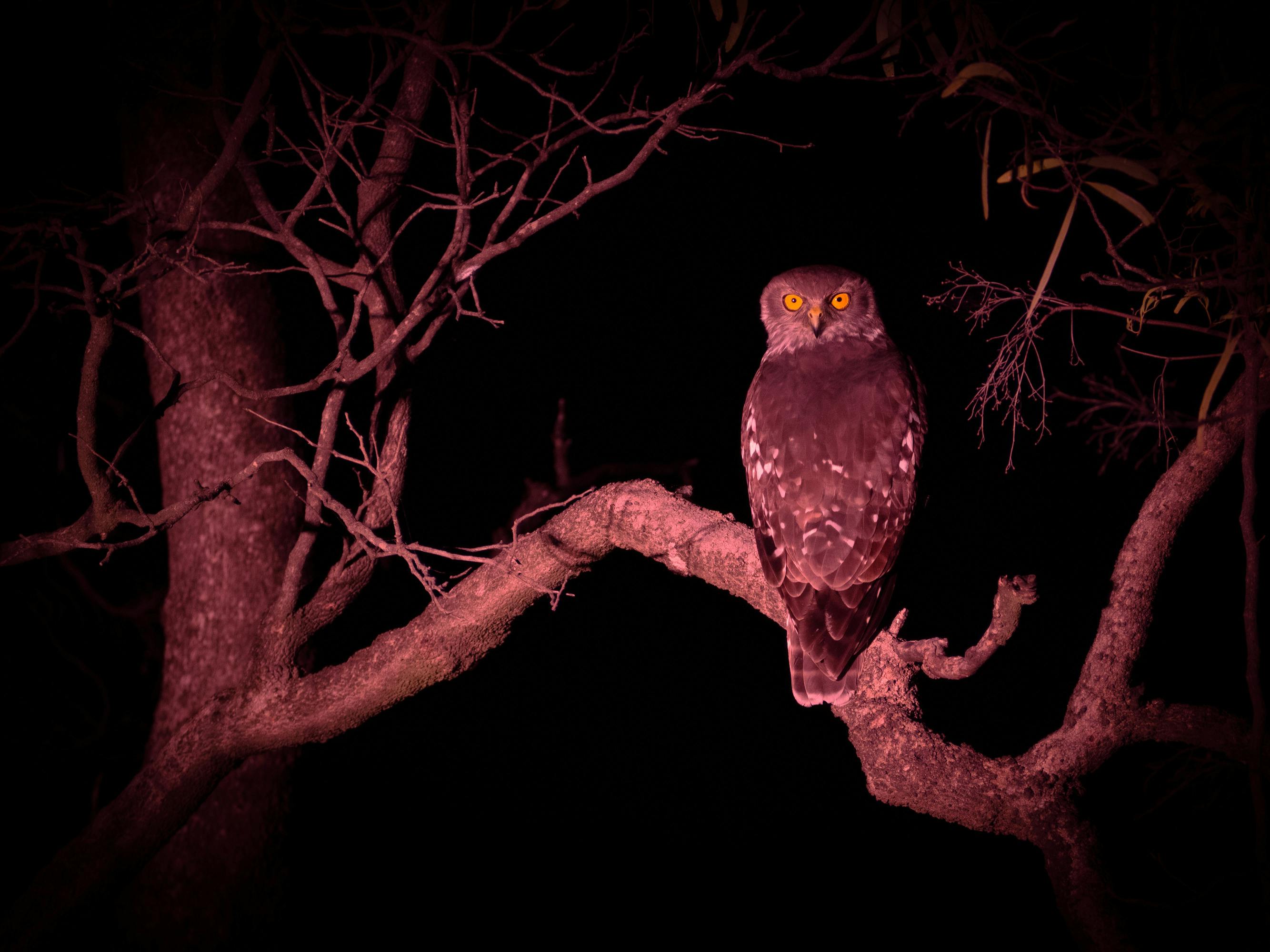 A barking owl looks over its shoulder, whilst perched on a gnarly branch, Carnarvon Gorge.