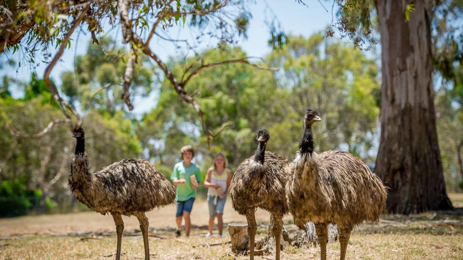 Cleland Wildlife Park