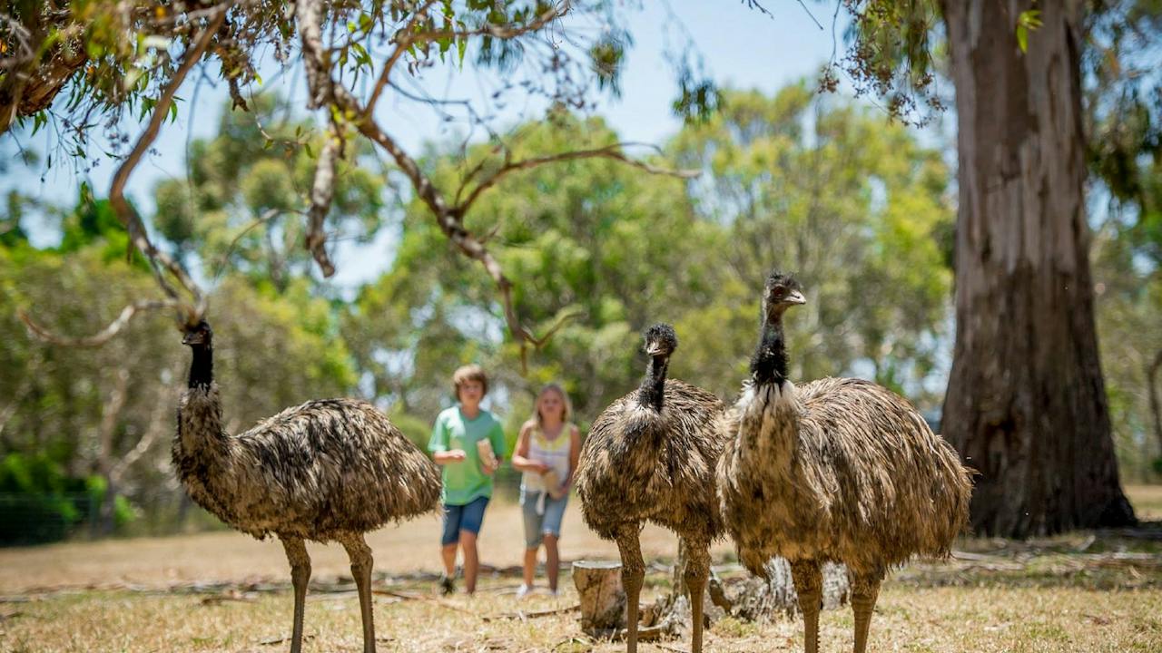 Emus